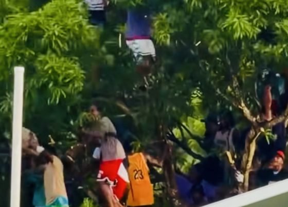 Drua fans take to the trees in Ba