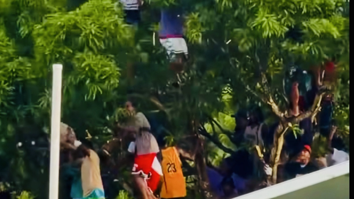 Drua fans take to the trees in Ba